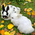 2 Realistic Rabbit Figurines - Lifelike Easter Bunnies Stuffed Farm Animal Plush Dutch Rabbit Statue Photo Props Spring Home Decoration (White+Black&White)